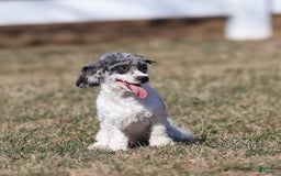 Havapoo dogs for sale: Calvin - Image 9