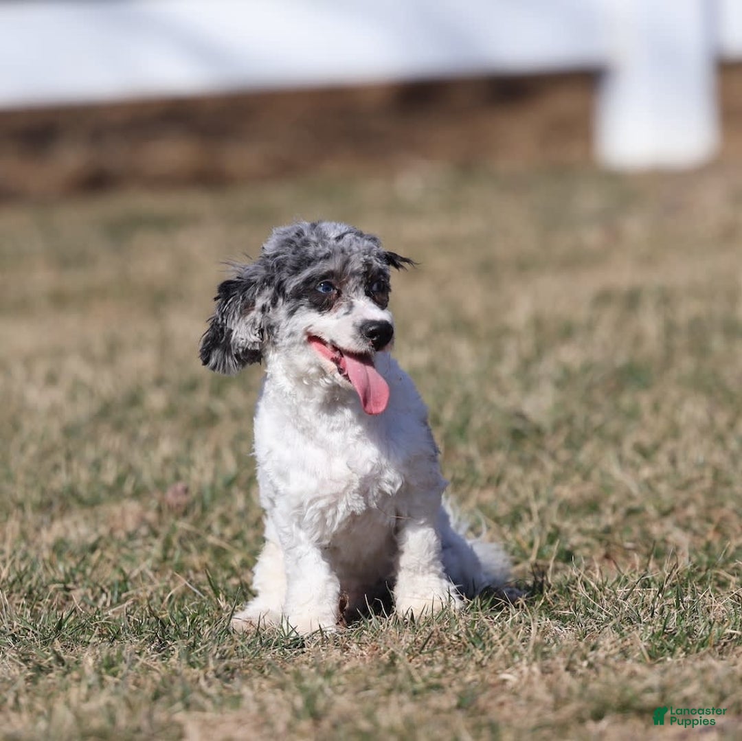 Havapoo dogs for sale: Calvin - Image 9