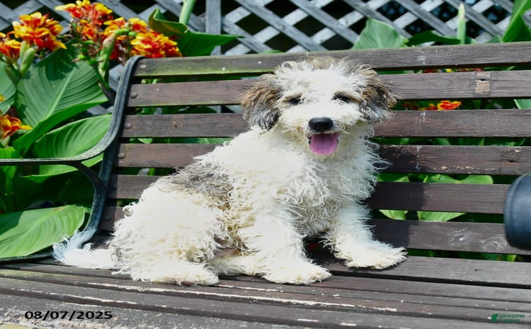 Mini Bernedoodle dogs for sale - Ad 5