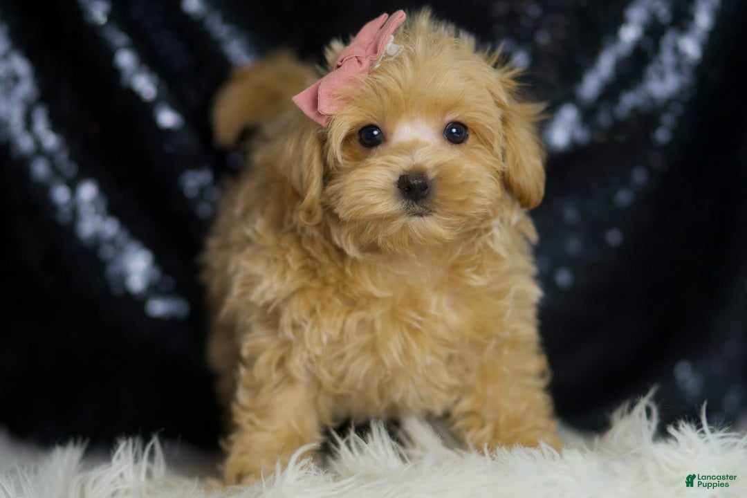 Maltipoo dogs for sale: Sissy - Image 3