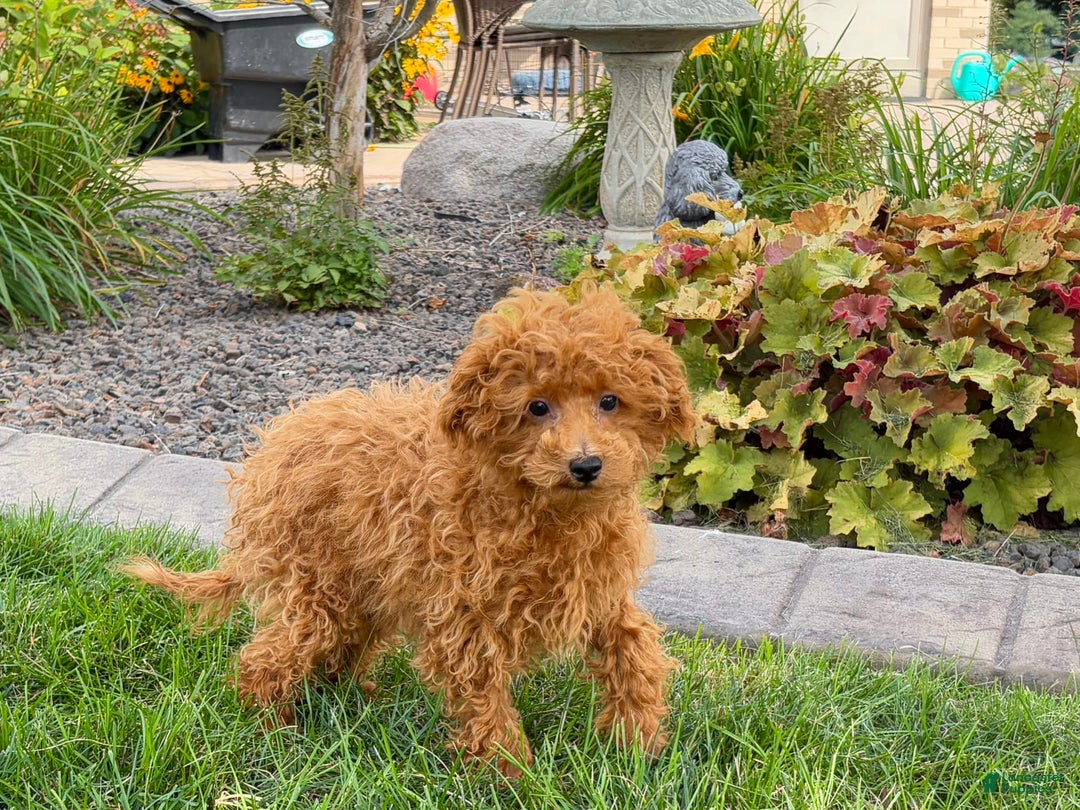 Maltipoo dogs for sale: Gary - Image 1