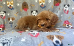 Cavapoo dogs for sale: Kade - Image 9