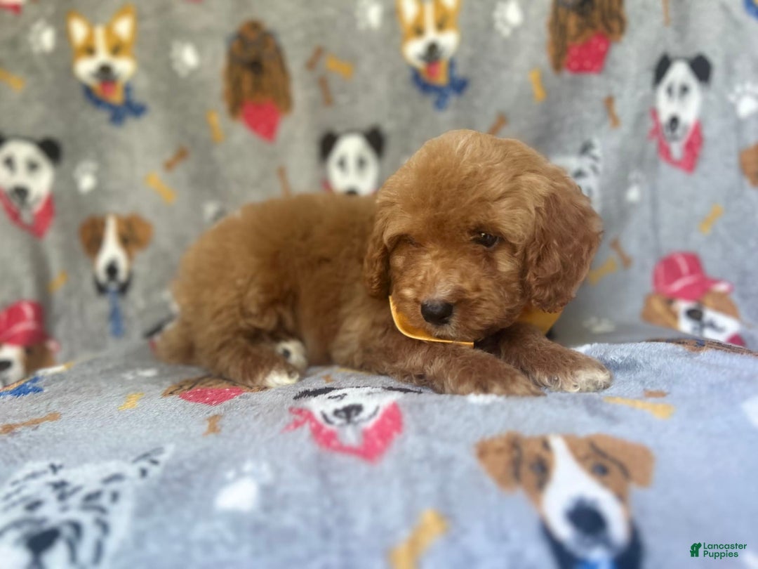 Cavapoo dogs for sale: Kade - Image 9