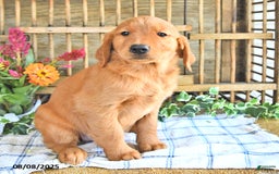 Golden Retriever dogs for sale: Golden Retriever 11 puppies - Image 39