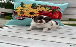 Chihuahua dogs for sale: Tat - Image 8