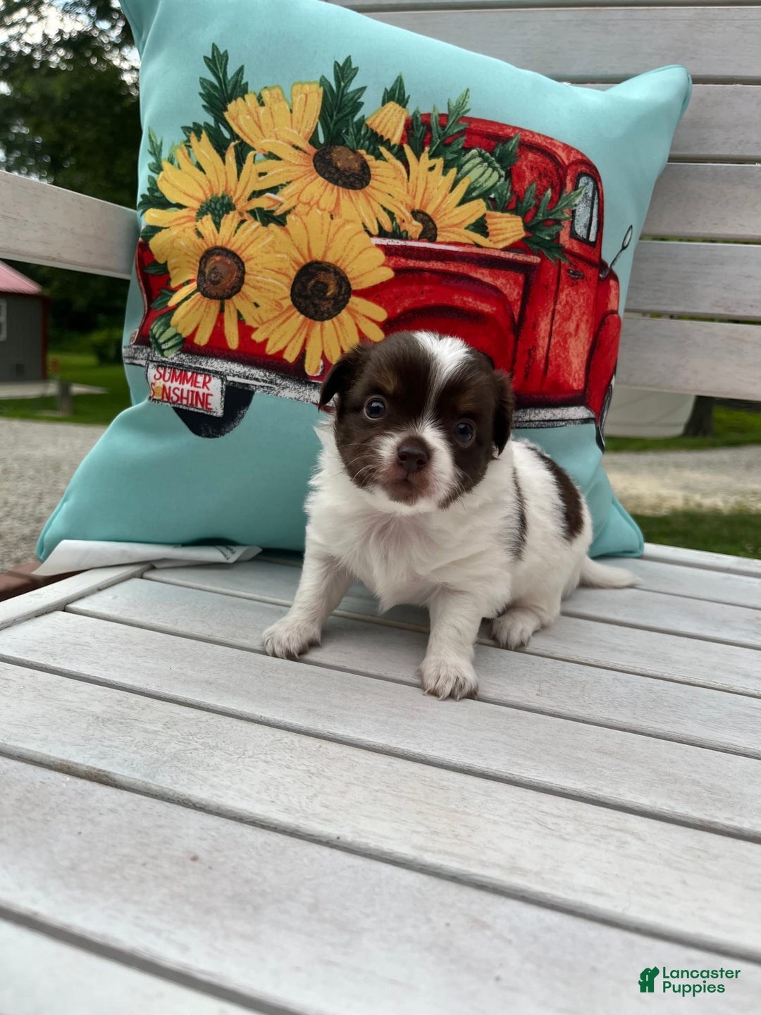Chihuahua dogs for sale: Tat - Image 8