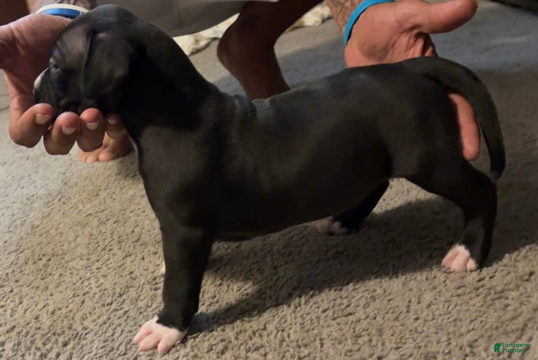 American Bully dogs for sale: Knight - Image 2