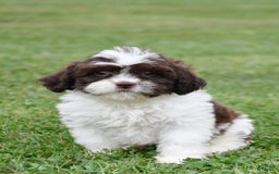 Teddy Bear dogs for sale: Archer - Image 1