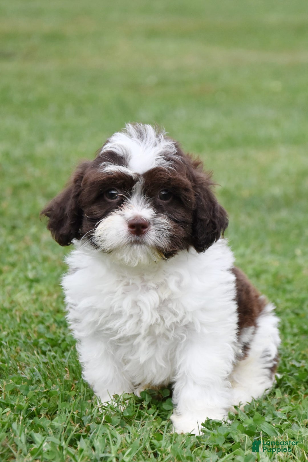 Teddy Bear dogs for sale: Archer - Image 1