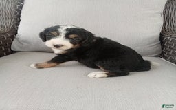 Bernedoodle dogs for sale: Annabelle - Image 2