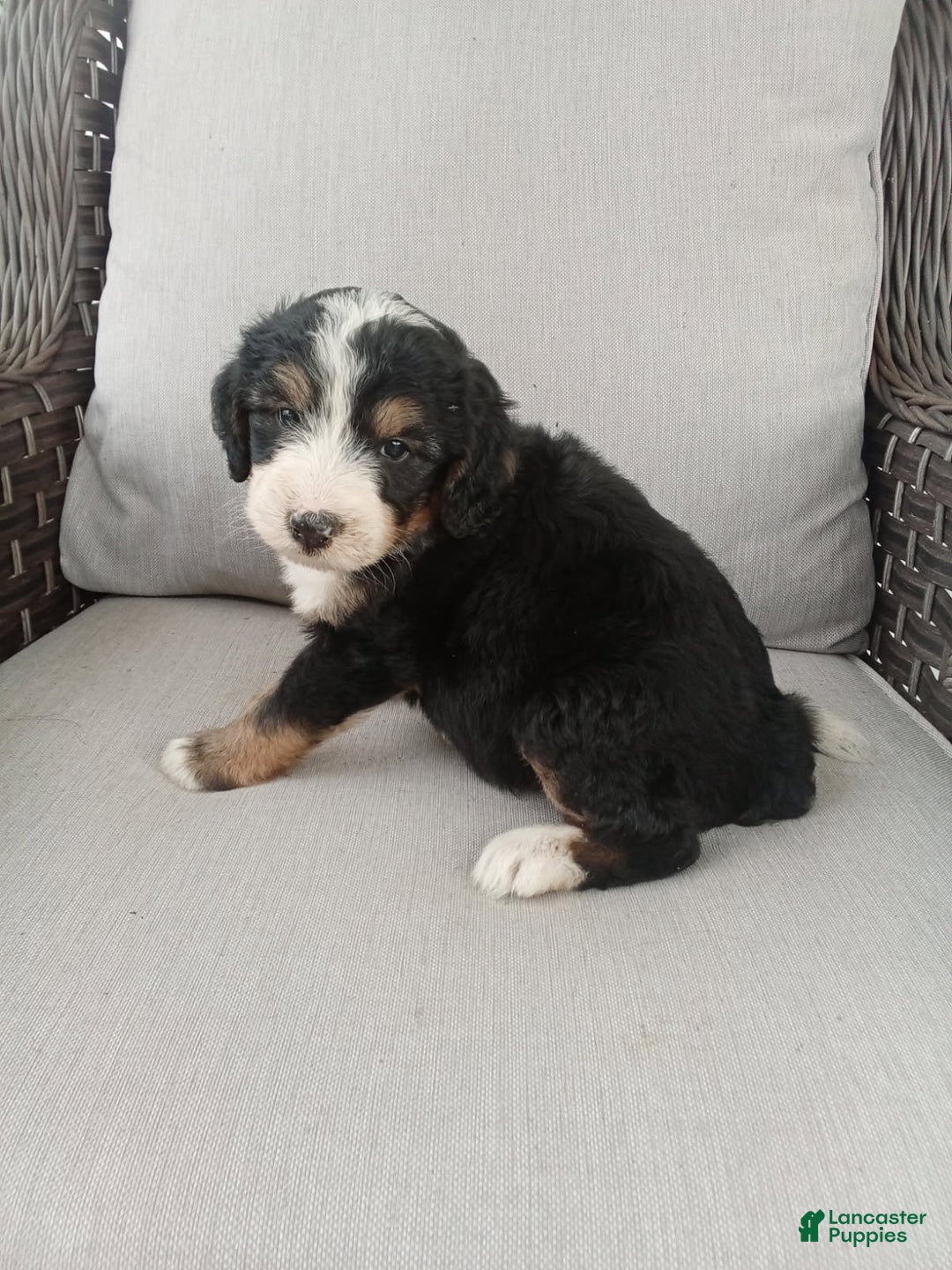 Bernedoodle dogs for sale: Annabelle - Image 2