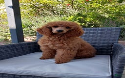 Miniature Poodle dogs for sale: Anton - Image 2