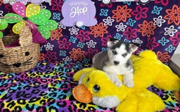 Siberian Husky dogs for sale: Jax - Image 1