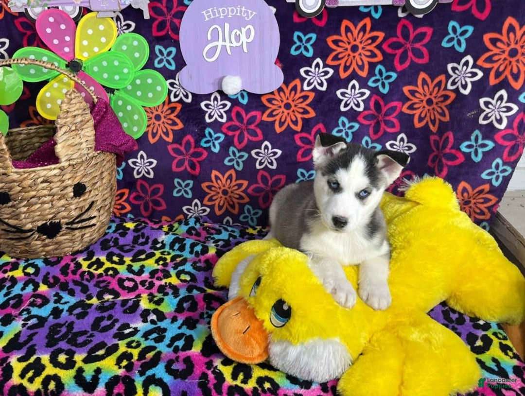 Siberian Husky dogs for sale: Jax - Image 1