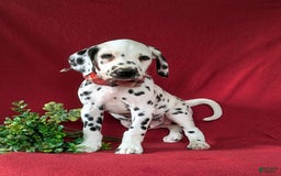 Dalmatian dogs for sale: Leonard - Image 1