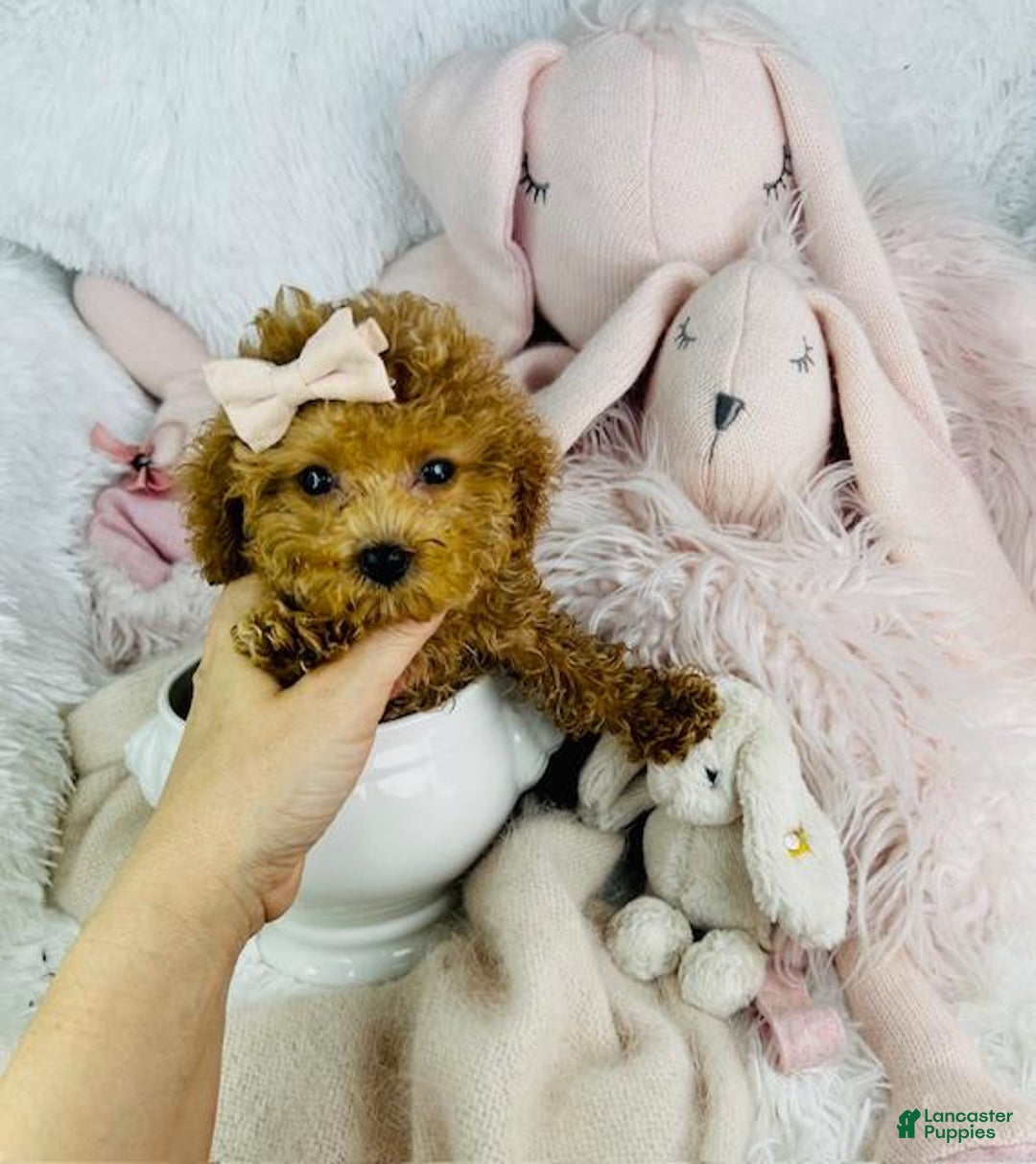 Toy Poodle dogs for sale: Panzy - Image 2