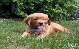 Golden Retriever dogs for sale: Hunter - Image 5