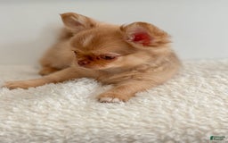 Chihuahua dogs for sale: Snickers - Image 3