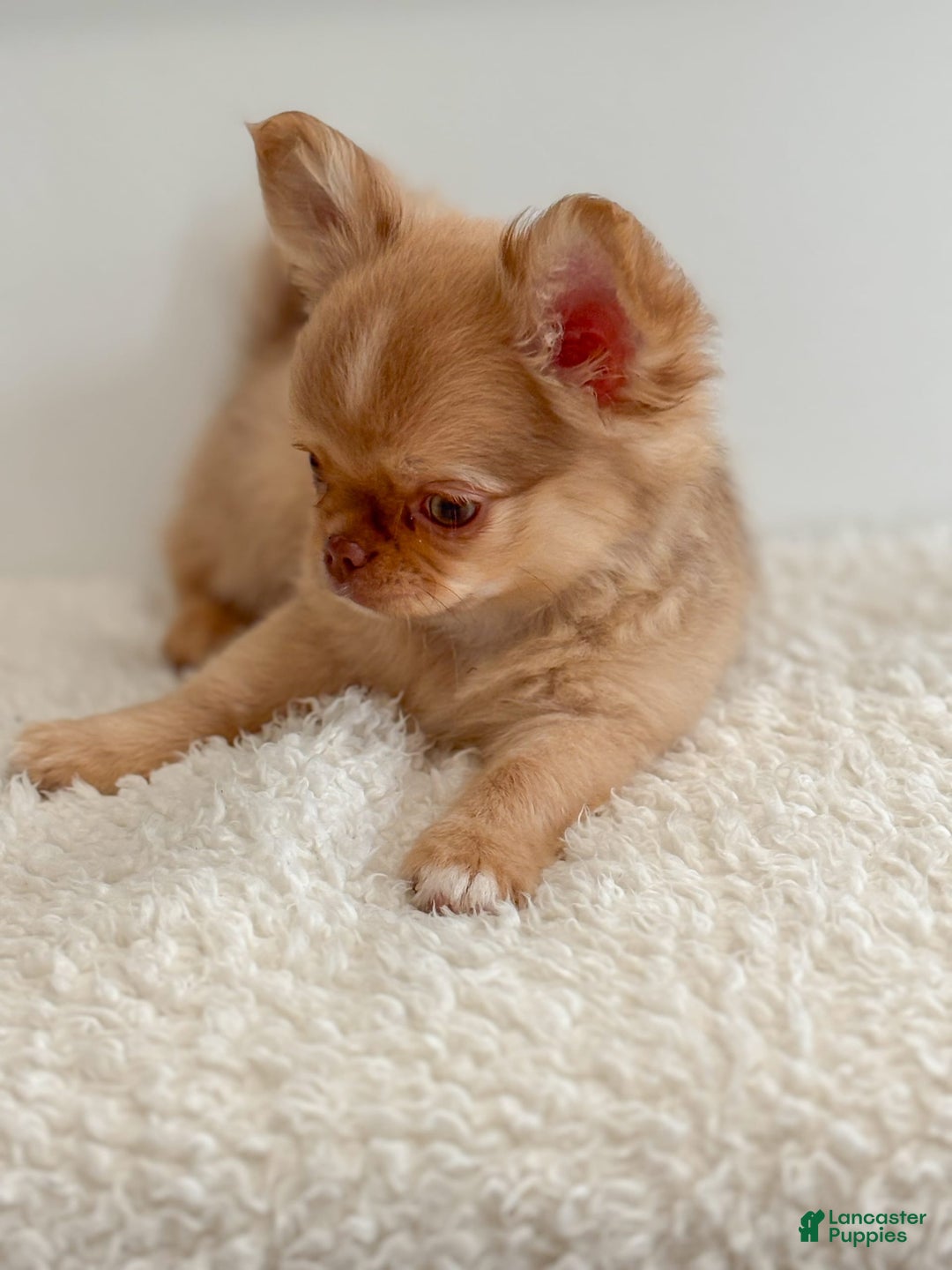 Chihuahua dogs for sale: Snickers - Image 3