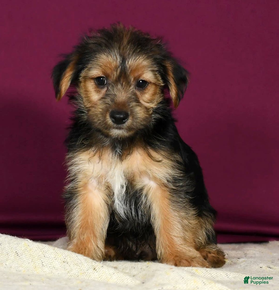 Yorkshire Terrier dogs for sale: Joey - Image 2