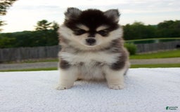 Pomsky dogs for sale: Lacey - Image 5