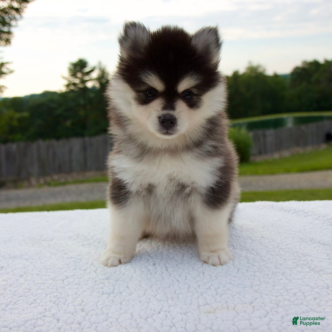 Pomsky dogs for sale: Lacey - Image 5