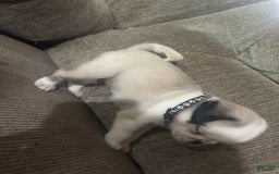 Pug dogs for sale: Mink - Image 2
