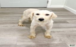 Mini Goldendoodle dogs for sale: Manny - Image 6