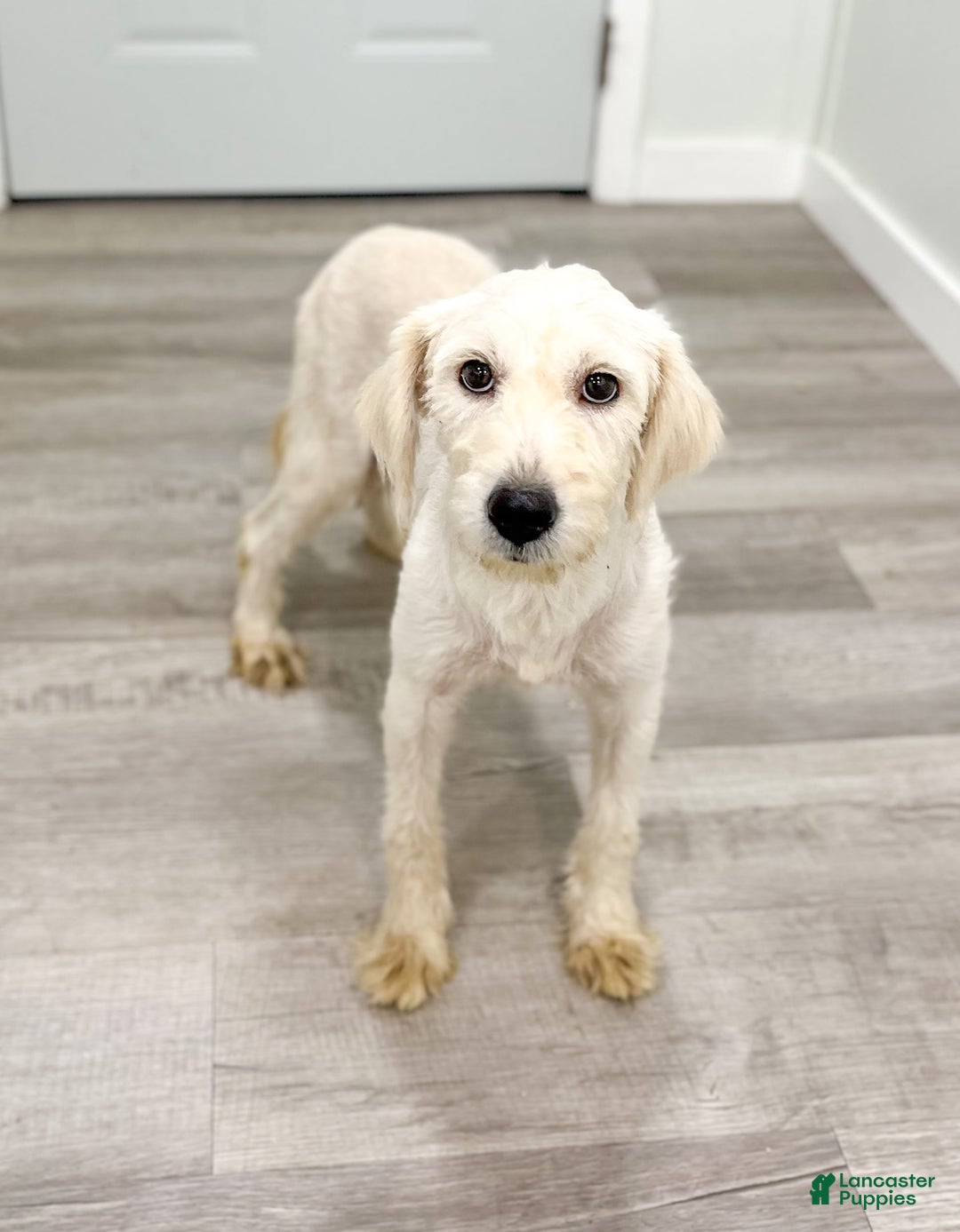 Mini Goldendoodle dogs for sale: Manny - Image 6