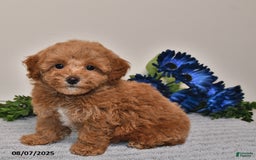 Miniature Poodle dogs for sale: Jewel - Image 4