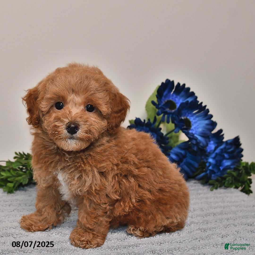 Miniature Poodle dogs for sale: Jewel - Image 4