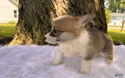 American Corgi dogs for sale: Zoe - Image 2