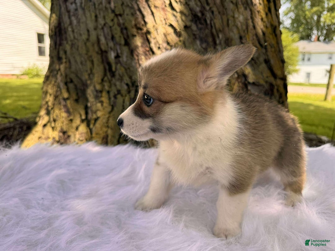 American Corgi dogs for sale: Zoe - Image 2