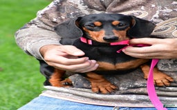 Miniature Dachshund dogs for sale: Harvey - Image 8