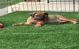 Rhodesian Ridgeback dogs for sale: Blaze - Image 7