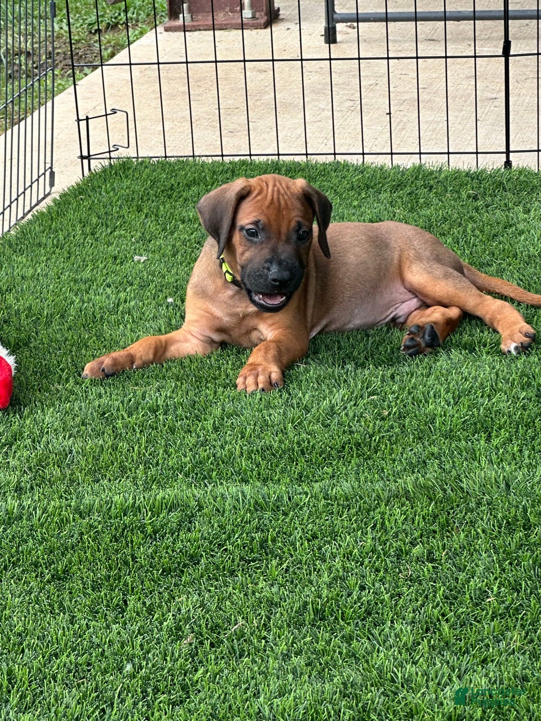 Rhodesian Ridgeback dogs for sale: Blaze - Image 7
