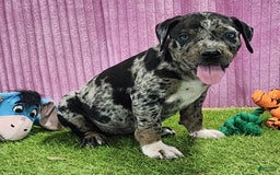 Catahoula Leopard Dog dogs for sale: Duchess 2025 Female 6 - Image 15