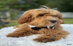 Mini Goldendoodle dogs for sale: Waffles - Image 2