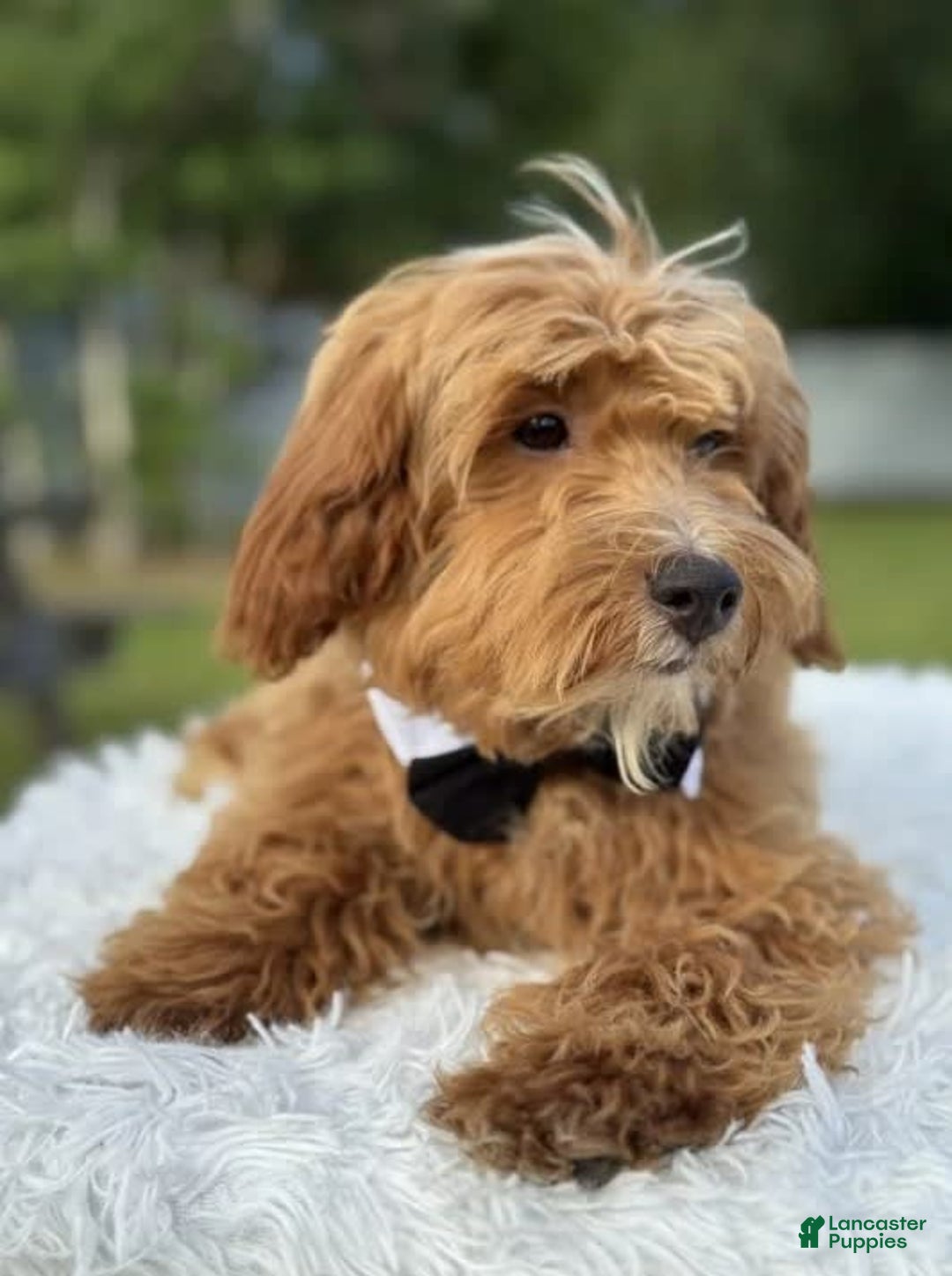 Mini Goldendoodle dogs for sale: Waffles - Image 2