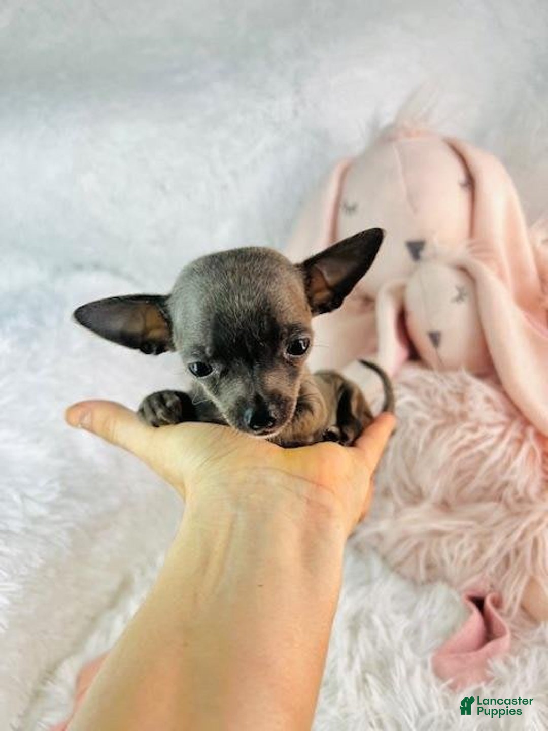 Chihuahua dogs for sale: Caramle - Image 2