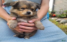 Pomeranian dogs for sale: Oscar - Image 5