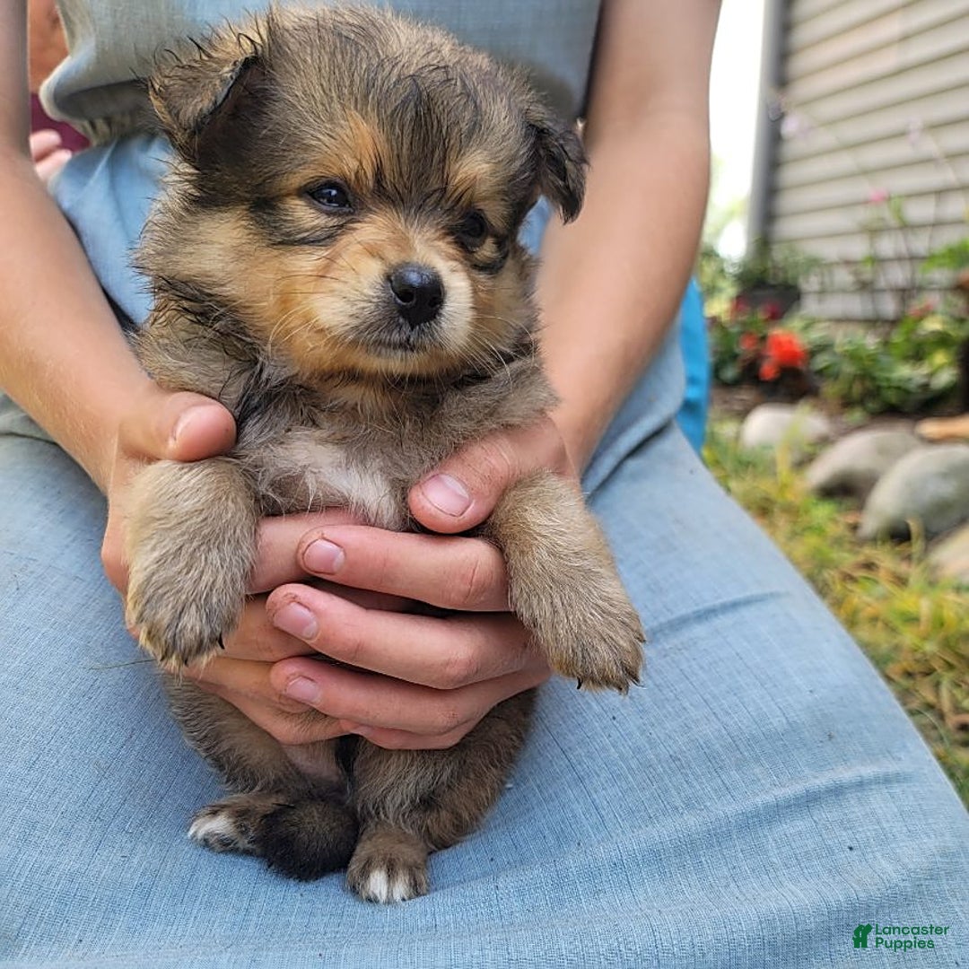 Pomeranian dogs for sale: Oscar - Image 5
