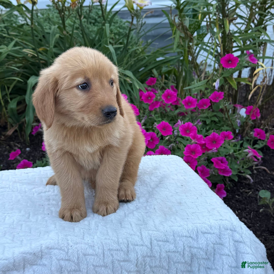 Golden Retriever dogs for sale: Treasure - Image 9