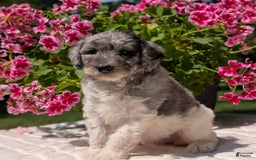 Mini Bernedoodle dogs for sale: Sasha - Image 12