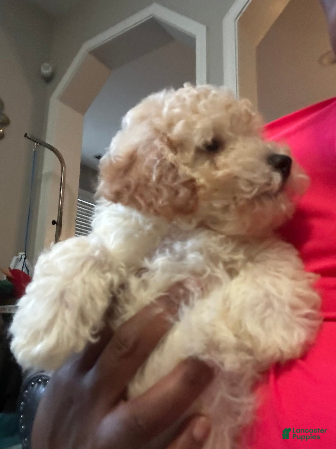 Maltipoo dogs for sale: Laren - Image 2