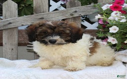 Bichpoo dogs for sale: Eric - Image 1