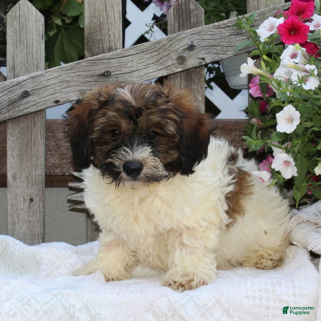 Bichpoo dogs for sale: Eric - Image 1