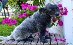 Australian Cattle Dog dogs for sale: Bingo - Image 5
