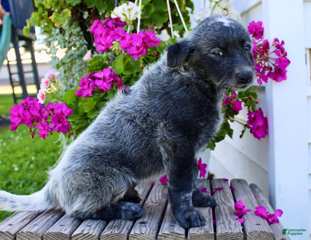 Australian Cattle Dog dogs for sale: Bingo - Image 5