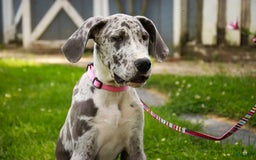 Great Dane dogs for sale: Jamaica - Image 3